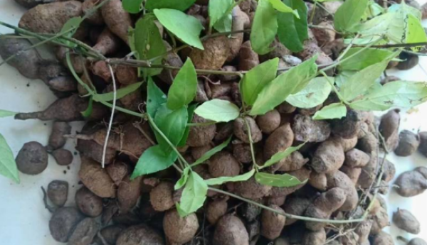 广西桂汇通医药集团有限公司浅析三叶青种植的生态经济双赢密码！
