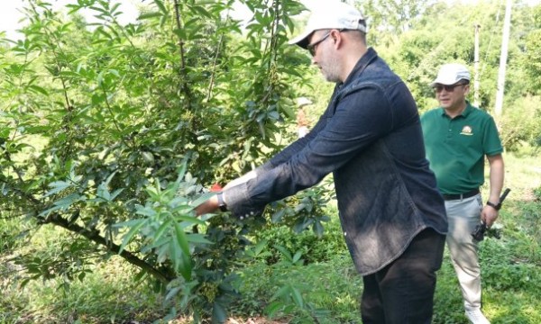 洪雅藤椒油：从地方特色到国际名片